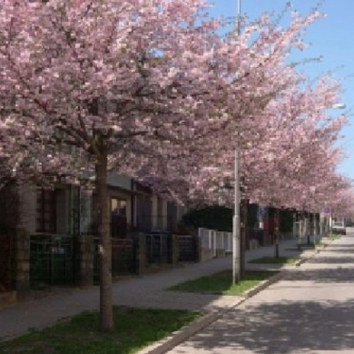 Prunus accolade Flowering Cherry Bareroot Tree 150-165cm | ScotPlants Direct